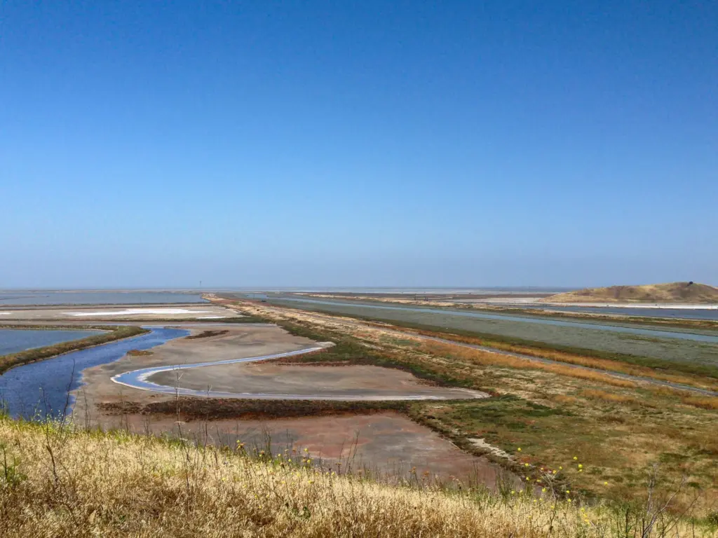 Salt marsh channels winding toward San Francisco Bay from Coyote Hills